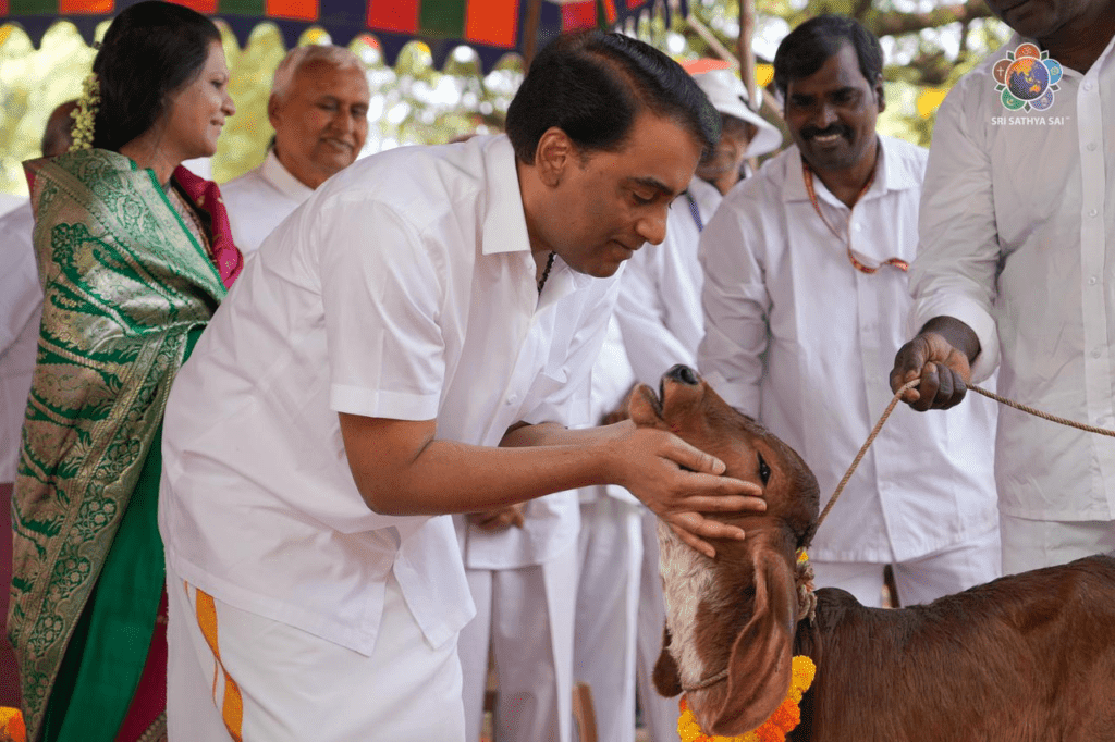 De la tradición sagrada a la transformación sostenible | Distribución de vacas Gir a los beneficiarios en Sri Sathya Sai Gokulam | 21 de diciembre de 2025